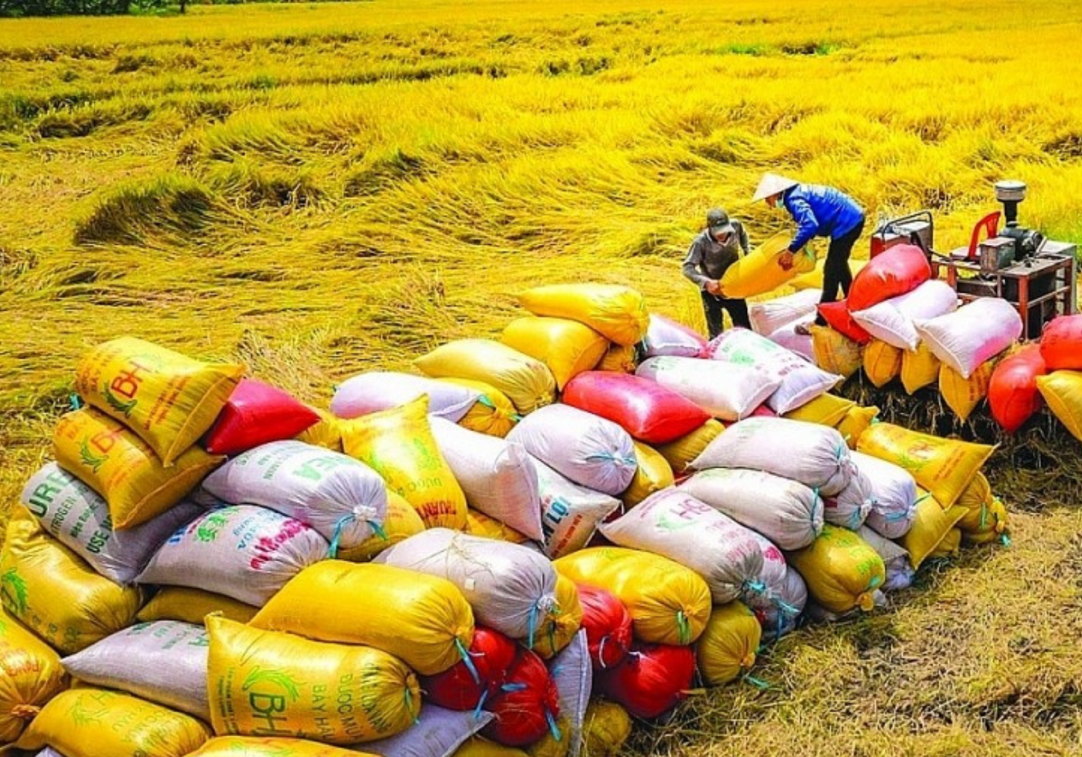 Cuộc đua xuất khẩu gạo toàn cầu - Vichem.vn Cuộc đua xuất khẩu gạo toàn cầu - Vichem.vn